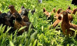 Afşin Ziraat Odası, Tavuk Satışlarına Başladı