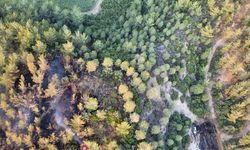Adana'da ormanlık alanda yangın çıktı