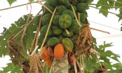 Alanya'da tropikal meyve üreticileri aşırı sıcakla mücadele ediyor