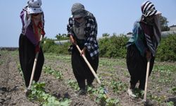 Çukurova'da aşırı sıcaklar hem ürünleri hem de mevsimlik işçileri olumsuz etkiliyor