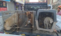 Hatay Samandağ'da sahipsiz köpekler aşılama ve kısırlaştırma için toplanıyor