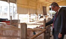 Adana’da 14 bin büyükbaş, 136 bin büyükbaş kurbanlık satışa sunuldu