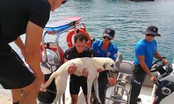 Deniz polisinden yürekleri ısıtan sokak köpeği kurtarma görevi