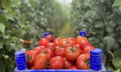 Isparta'nın köyünden Avrupa ve Orta Doğu'ya domates ihracatı