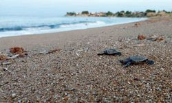 Manavgat’ta caretta caretta koruma çalışmaları sürüyor