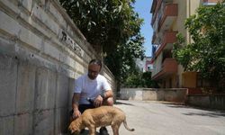 Sokak köpeğine şiddete şahit oldu, üzerine kayıtlı olmadığı için şikayetçi olamadı