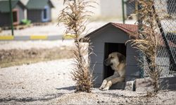 Başıboş köpeklere yönelik uygulama yönetmeliği geliyor