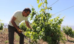 Emekli olup memleketine döndü, atıl araziyi üzüm bahçesine dönüştürdü