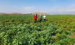 Kahramanmaraş'ta Maraş Kırmızı Biberi ekim alanlarındaki kontroller devam ediyor