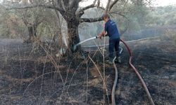 Defne’de zeytinlik yangını