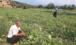 Karpuz Tarlasını Hasat Etmeye Giden Çiftçiye ‘Karga’ Şoku