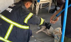 Hatay'da başı şişeye sıkışan kedi kurtarıldı