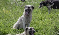 Sinop'ta başıboş köpeğin saldırısına uğrayan çocuk yaralandı