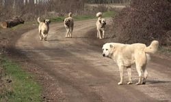 Çanakkale'de başıboş köpeklerin saldırısına uğrayan kişi yaralandı