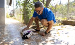 Mersin'de bakımevindeki 52 köpek ve 32 kedi sahiplendirildi