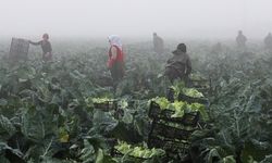 TARSİM sistemi Türk dünyasına açılıyor