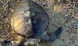 Alanya'da sahilde ölü caretta caretta bulundu