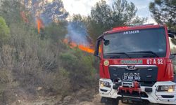 Antalya’da çıkan yangında zeytin ağaçları zarar gördü