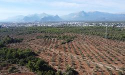 Antalya'da zeytin üretimi yüzde 45 arttı