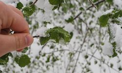 Meteorolojiden Zirai Don Uyarısı