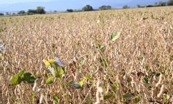 Soya Fasulyesi Hasadı Gerçekleştirildi