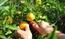 Kozan’da şeker mandalinada hasat başladı