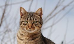 Kedi ve Köpeklere Verilen Yiyecekler Sağlıklarını Riske Atabilir