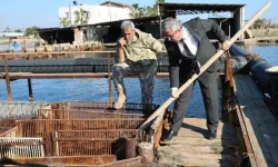 Karataş'tan çıkarılan ve iç piyasada tüketilmeyen mavi yengece yurt dışı talebi