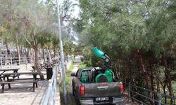 Alanya Belediyesi çam kese böceğine önlem aldı