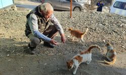 Depremden Sonra Sokakta Kalan Kedilere Sahip Çıktı