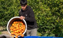 Adana'da mandalina hasadı devam ediyor