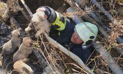 Antakya’da çukura düşen yavru köpekleri itfaiye kurtardı