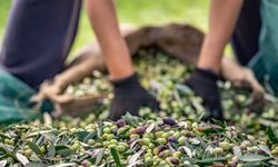 Zeytin ve zeytinyağı sektöründe verimlilik artıracak Avrupa Birliği Projesi