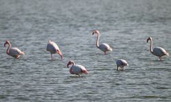 Doğu Akdeniz'de gözlemlenen flamingo sayısı geçen yıla göre iki katına çıktı