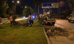 Büyükşehir’den gece budama çalışması