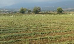 TARSİM'de Hasar Fazlası Desteğine İlişkin Prim Oranları Belirlendi