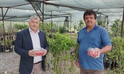 Gazipaşa’da sezonun ilk kiraz hasadı yapıldı