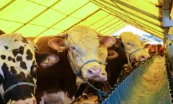 Afşin’de 2025 Yılı Kurban Kesim Ücretleri Netleşti