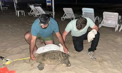 Antalya'da ağzına misina dolanan Nil Kaplumbağası kurtarıldı