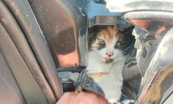 Hatay'da otomobilin kapısına sıkışan kedi yavrusu kurtarıldı