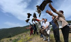 Hatay'da yaralı bulunan 10 kuş tedavilerinin ardından doğaya salındı
