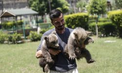 Mağarada bulunan yavru bozayılar "Fred" ve "Barney" Mersin'de özenle büyütülüyor