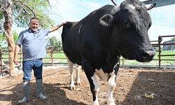 Osmaniye'de 1,2 tonluk kurbanlık boğa bayram öncesi alıcısını bekliyor