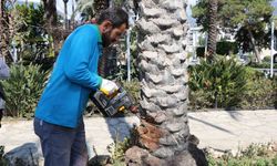 Alanya’da hurma ağaçlarına endoterapiyle uzun süreli koruma yapıldı