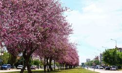 Antalya yaz renklerine bürünüyor