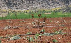 Antalya’da tarımsal sulama projeleriyle tersine göç hızlandı