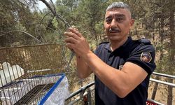 Kafesinden kaçan muhabbet kuşunu itfaiye yakaladı