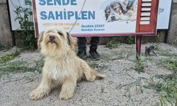 Osmaniye Belediyesi’nden ‘Yuva Arayan Can Dostlarımız Sizi Bekliyor’ kampanyası