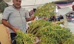 Yeşil nohut tezgahlarda yerini aldı