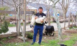 Cevize Don Vurdu, Üreticiler Farklı Alanlara Yöneldi
